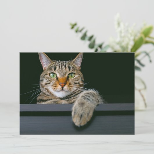 Kutest Baby Animals | Kat met grijze tabletten Bedankkaart (Staand voorkant)