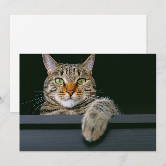 Kutest Baby Animals | Kat met grijze tabletten Bedankkaart (Voorkant / Achterkant)