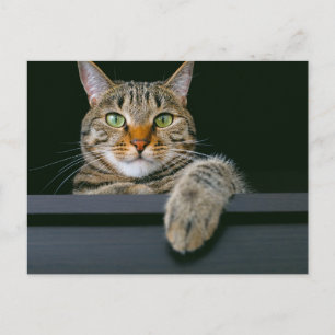 Kutest Baby Animals   Kat met grijze tabletten Briefkaart
