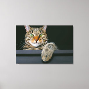 Kutest Baby Animals Kat met grijze tabletten Canvas Afdruk