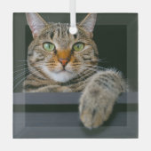 Kutest Baby Animals | Kat met grijze tabletten Glas Ornament (Voorkant)