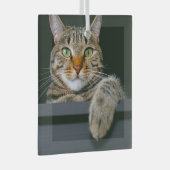 Kutest Baby Animals | Kat met grijze tabletten Glas Ornament (Voorkant Rechts)