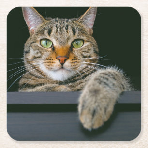 Kutest Baby Animals Kat met grijze tabletten Kartonnen Onderzetters