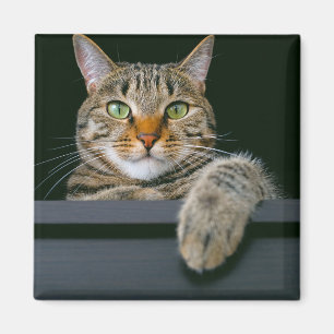 Kutest Baby Animals Kat met grijze tabletten Magneet
