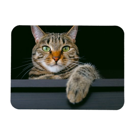 Kutest Baby Animals | Kat met grijze tabletten Magneet (Horizontaal)