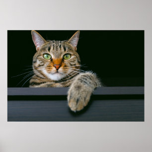 Kutest Baby Animals   Kat met grijze tabletten Poster
