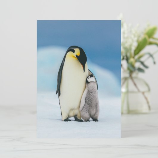 Kutest Baby Animals | keizer Penguin Chick Bedankkaart (Staand voorkant)