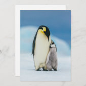 Kutest Baby Animals | keizer Penguin Chick Bedankkaart (Voorkant / Achterkant)