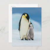 Kutest Baby Animals | keizer Penguin Chick Briefkaart (Voorkant / Achterkant)