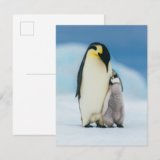 Kutest Baby Animals | keizer Penguin Chick Briefkaart (Voorkant / Achterkant)