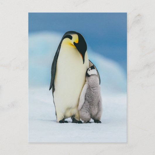 Kutest Baby Animals | keizer Penguin Chick Briefkaart (Voorkant)
