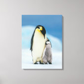 Kutest Baby Animals | keizer Penguin Chick Canvas Afdruk (Voorkant)