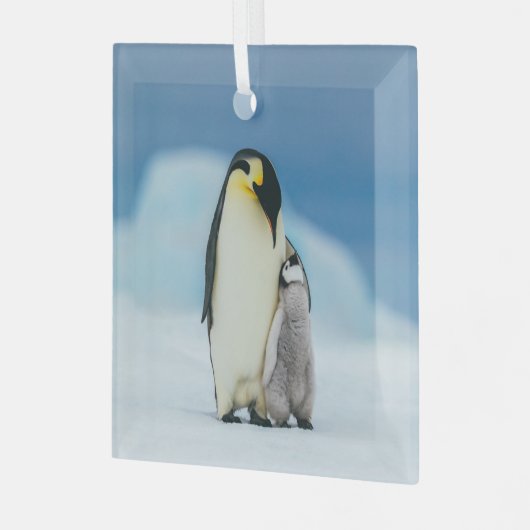 Kutest Baby Animals | keizer Penguin Chick Glas Ornament (Voorkant links)