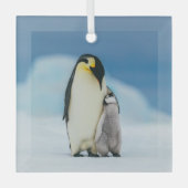 Kutest Baby Animals | keizer Penguin Chick Glas Ornament (Voorkant)