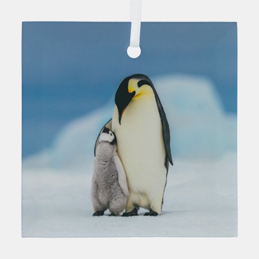 Kutest Baby Animals | keizer Penguin Chick Glas Ornament (Achterkant)