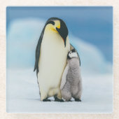 Kutest Baby Animals | keizer Penguin Chick Glazen Onderzetter (Voorkant)