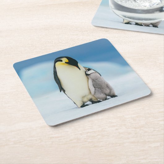 Kutest Baby Animals | keizer Penguin Chick Kartonnen Onderzetters (Schuin)