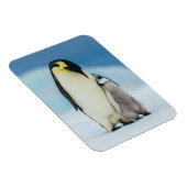 Kutest Baby Animals | keizer Penguin Chick Magneet (Rechterzijde)