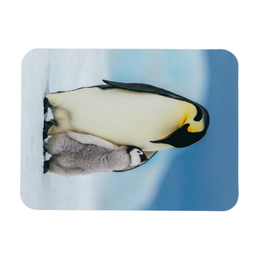 Kutest Baby Animals | keizer Penguin Chick Magneet (Horizontaal)