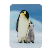 Kutest Baby Animals | keizer Penguin Chick Magneet (Verticaal)