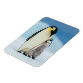Kutest Baby Animals | keizer Penguin Chick Magneet (Linkerzijde)