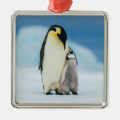 Kutest Baby Animals | keizer Penguin Chick Metalen Ornament (Voorkant)
