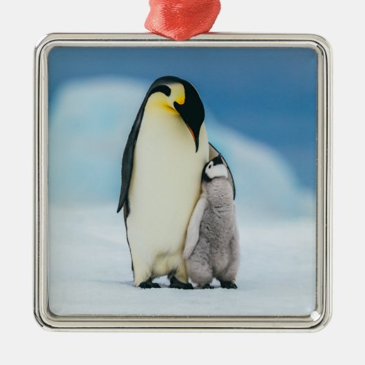 Kutest Baby Animals | keizer Penguin Chick Metalen Ornament (Voorkant)