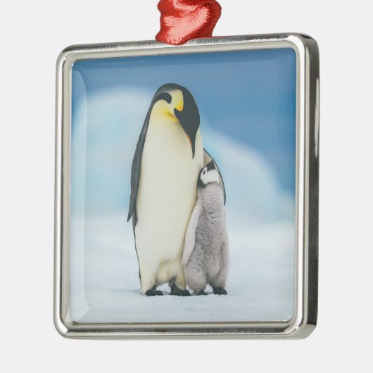 Kutest Baby Animals | keizer Penguin Chick Metalen Ornament (Links)