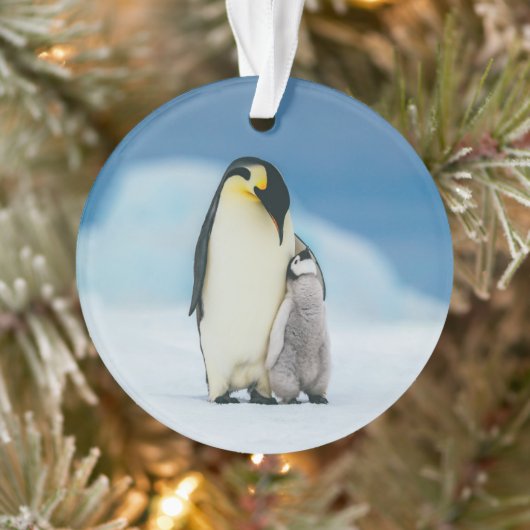 Kutest Baby Animals | keizer Penguin Chick Ornament (Boom)