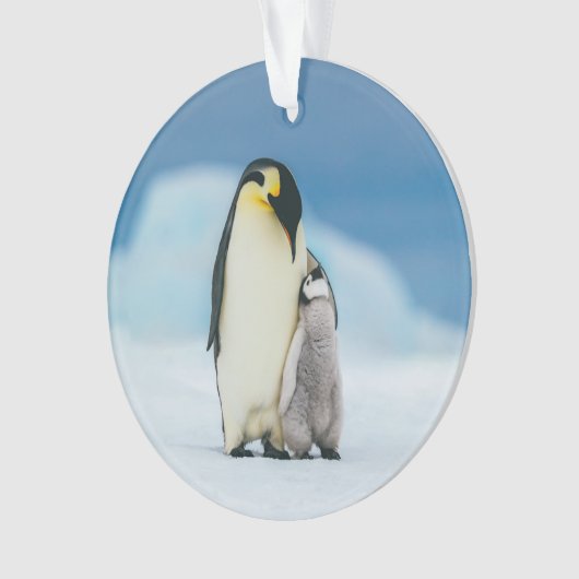 Kutest Baby Animals | keizer Penguin Chick Ornament (voorkant)
