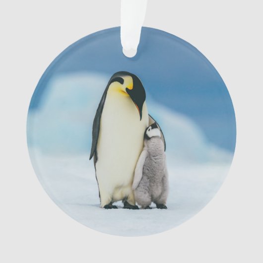 Kutest Baby Animals | keizer Penguin Chick Ornament (voorkant)