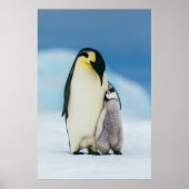 Kutest Baby Animals | keizer Penguin Chick Poster (Voorkant)