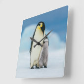 Kutest Baby Animals | keizer Penguin Chick Vierkante Klok (Hoek)