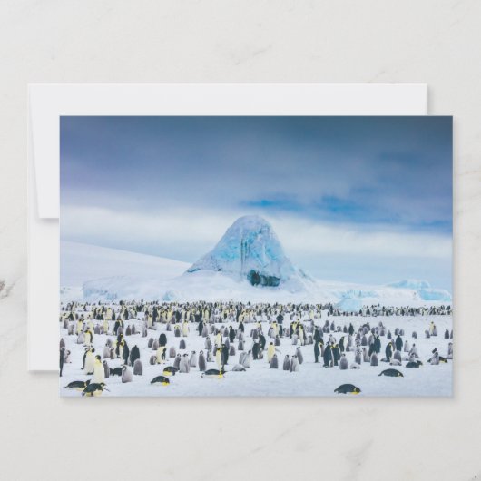 Kutest Baby Animals | keizer Penguin Colony Bedankkaart (Voorkant)