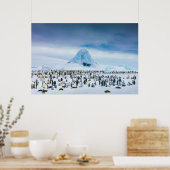 Kutest Baby Animals | keizer Penguin Colony Poster (Keuken)