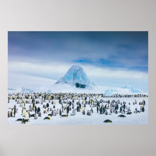 Kutest Baby Animals | keizer Penguin Colony Poster (Voorkant)