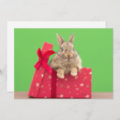 Kutest Baby Animals | Kerstfeestdag Bunny Bedankkaart (Voorkant / Achterkant)