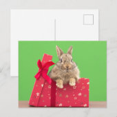 Kutest Baby Animals | Kerstfeestdag Bunny Briefkaart (Voorkant / Achterkant)