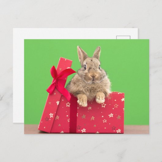 Kutest Baby Animals | Kerstfeestdag Bunny Briefkaart (Voorkant / Achterkant)