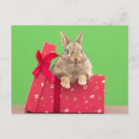 Kutest Baby Animals | Kerstfeestdag Bunny Briefkaart (Voorkant)
