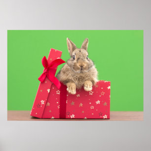 Kutest Baby Animals Kerstfeestdag Bunny Poster