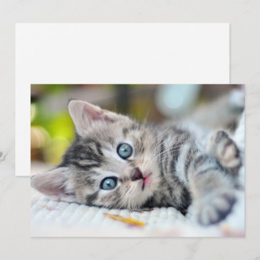 Kutest Baby Animals | Keuken met blauwe ogen Bedankkaart (Voorkant / Achterkant)