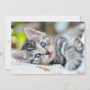 Kutest Baby Animals Keuken met blauwe ogen Bedankkaart
