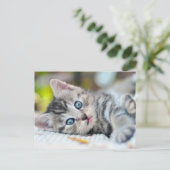 Kutest Baby Animals | Keuken met blauwe ogen Briefkaart (Staand voorkant)