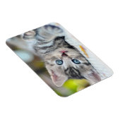 Kutest Baby Animals | Keuken met blauwe ogen Magneet (Rechterzijde)