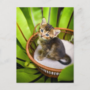 Kutest Baby Animals Keuten in mandje Briefkaart