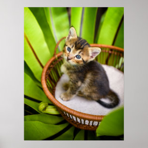 Kutest Baby Animals Keuten in mandje Poster