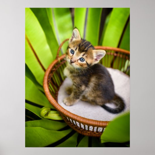 Kutest Baby Animals | Keuten in mandje Poster (Voorkant)
