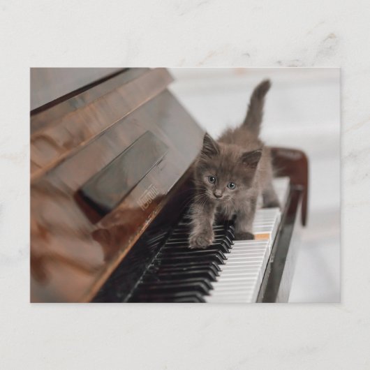 Kutest Baby Animals | Keuten op Piano Briefkaart (Voorkant)