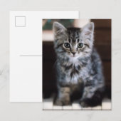 Kutest Baby Animals | Keuten op pianoketoestel Briefkaart (Voorkant / Achterkant)